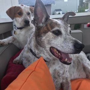 Meet your Posher, Johnny